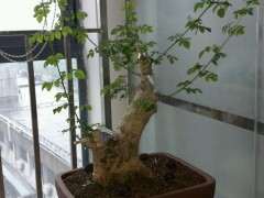 这样修剪对节白蜡下山桩的一级枝 对吗