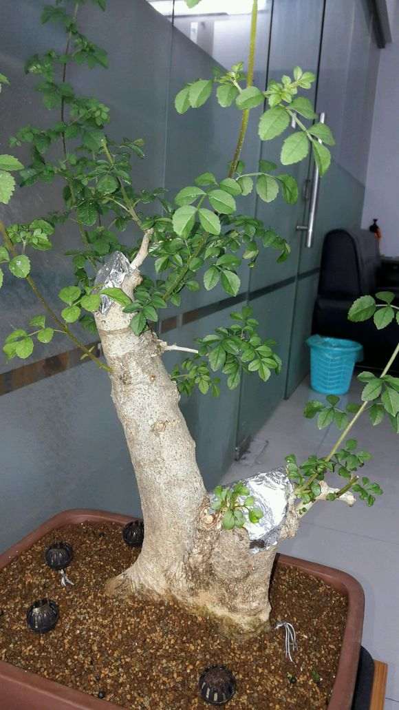 为什么对节白蜡下山桩 千万别剪 图片