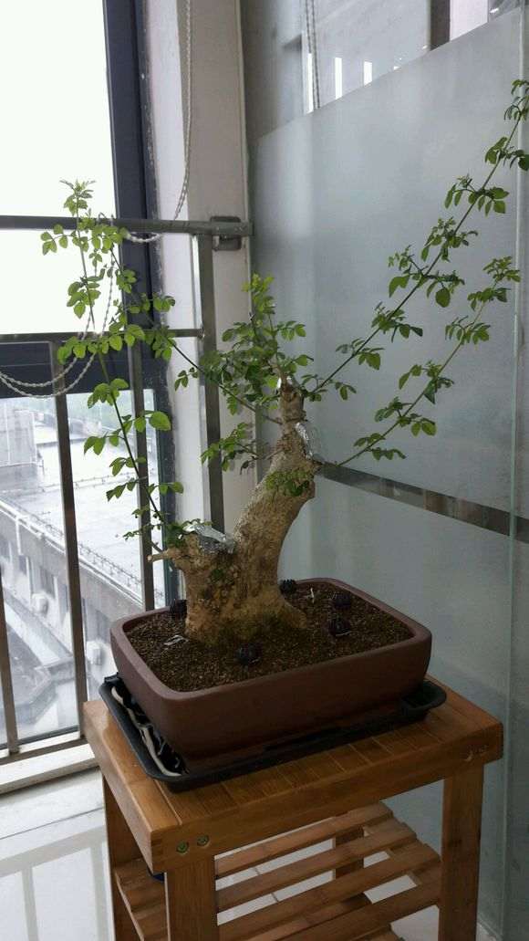 为什么对节白蜡下山桩 千万别剪 图片