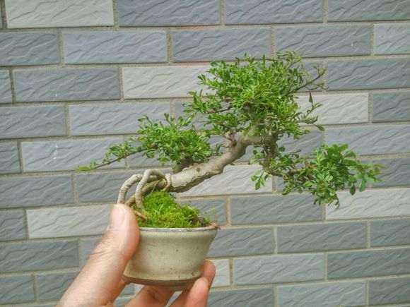 对节白蜡下山桩小叶病怎么治 图片