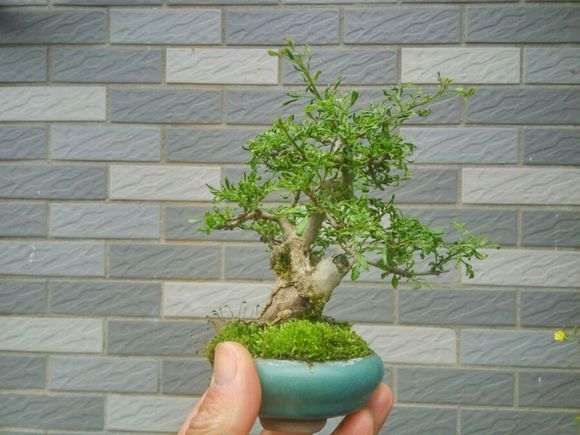 对节白蜡下山桩小叶病怎么治 图片