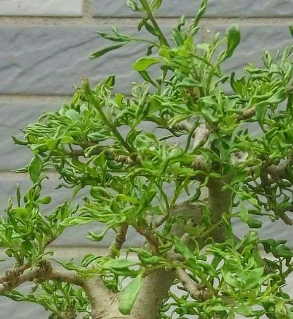 对节白蜡下山桩小叶病怎么治 图片