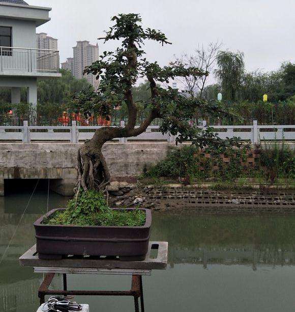 为什么对节白蜡下山桩停止生长 图片