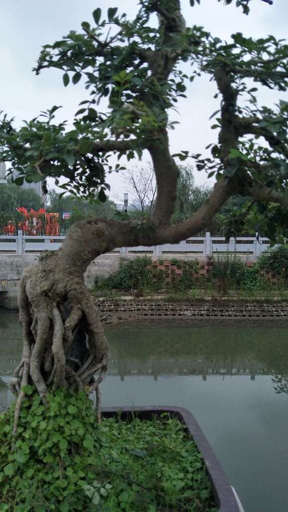 为什么对节白蜡下山桩停止生长 图片