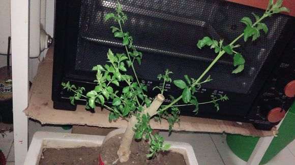 对节白蜡下山桩为什么会黑尖 图片