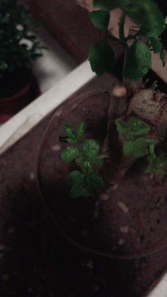 对节白蜡下山桩为什么会黑尖 图片