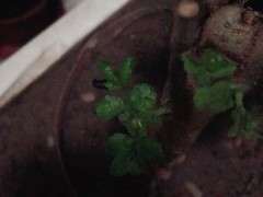 对节白蜡下山桩为什么会黑尖 图片