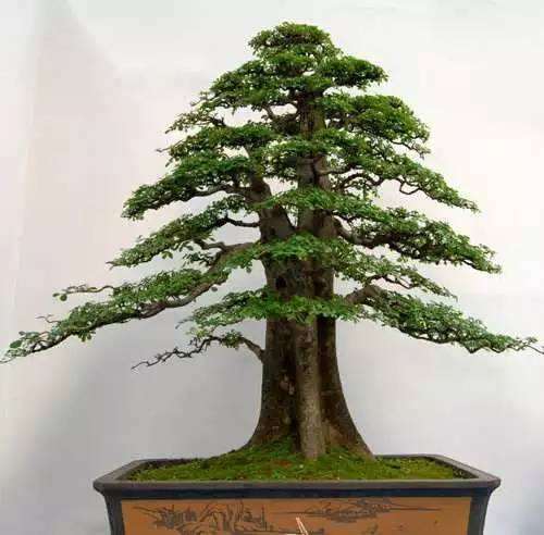 如何栽好对节白蜡盆景的方法 图片