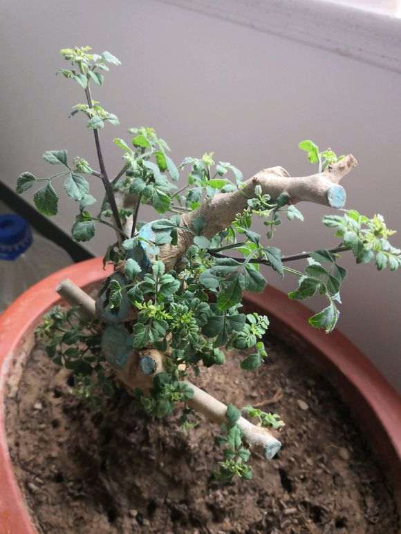 对节白蜡下山桩叶子也不舒展 怎么办