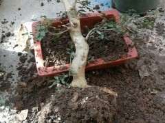 对节白蜡下山桩怎么翻盘的方法 图片