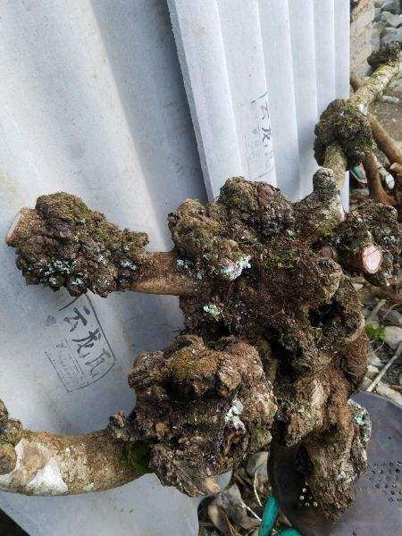 湖北除了对节白蜡下山桩 还有什么