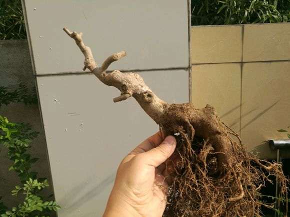 两周没有浇水 对节白蜡下山桩死了 图片