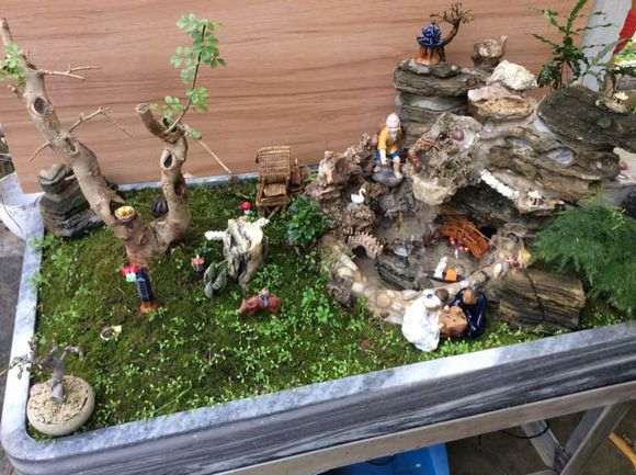 对节白蜡下山桩浸盆后 怎么耷拉 图片