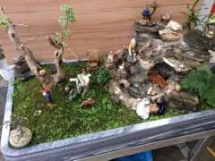 对节白蜡下山桩浸盆后 怎么耷拉 图片