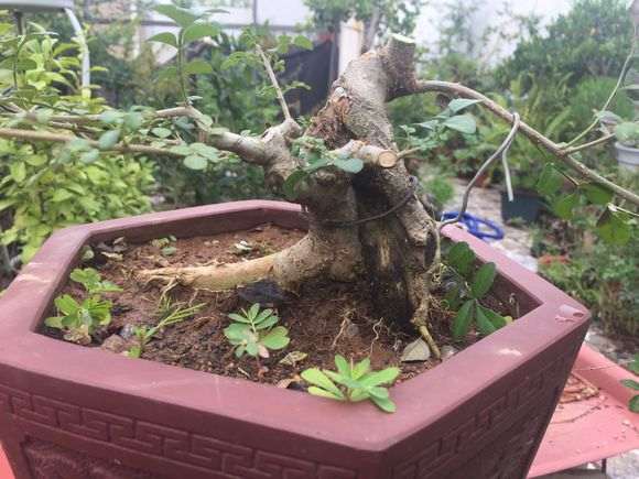 对节白蜡下山桩怎么制作小矮霸 图片