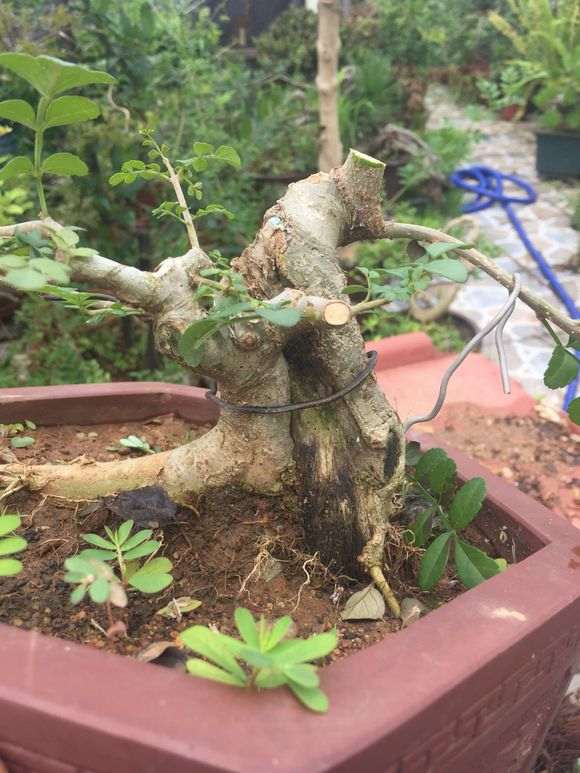 对节白蜡下山桩怎么制作小矮霸 图片