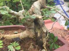 对节白蜡下山桩怎么制作小矮霸 图片