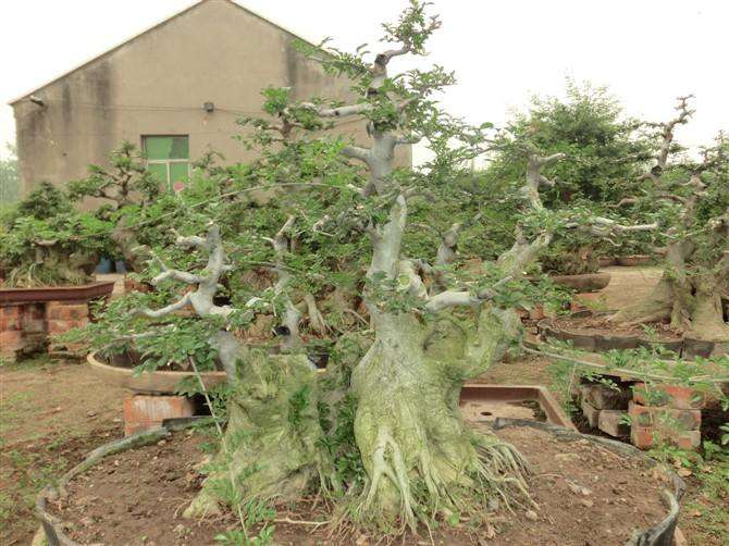 为什么对节白蜡下山桩是盆景之王 图片