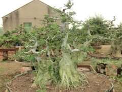 为什么对节白蜡下山桩是盆景之王 图片