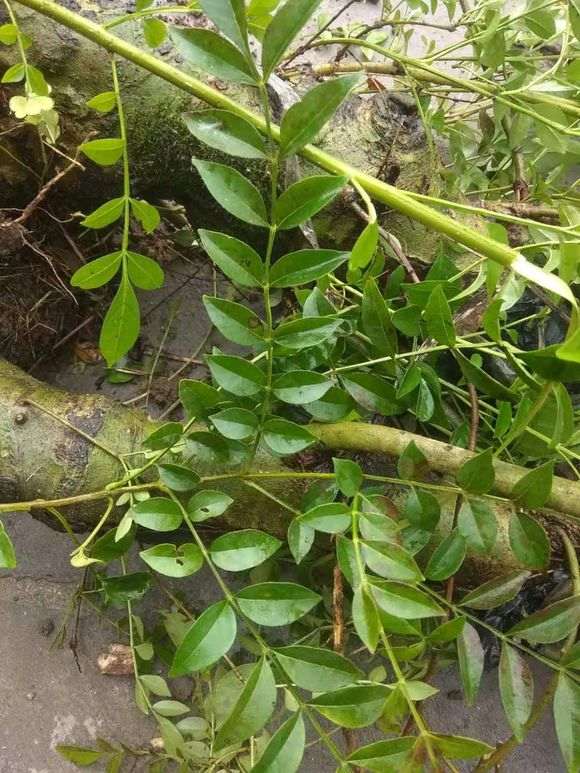 这个是对节白蜡下山桩吗 怎么样 图片