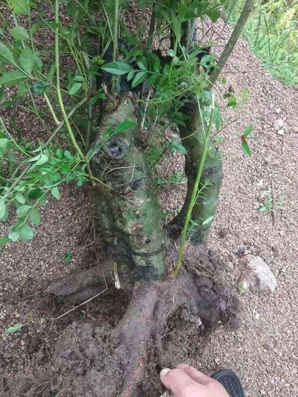 这个是对节白蜡下山桩吗 怎么样 图片