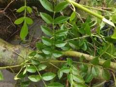 这个是对节白蜡下山桩吗 可以吗 图片