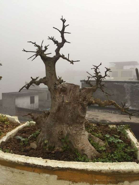 对节白蜡下山桩就要发芽 怎么样 图片