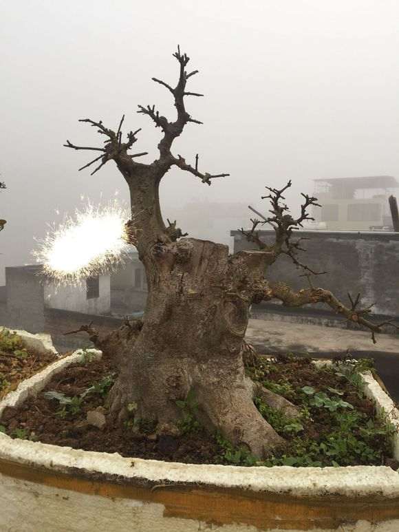 对节白蜡下山桩就要发芽 怎么样 图片