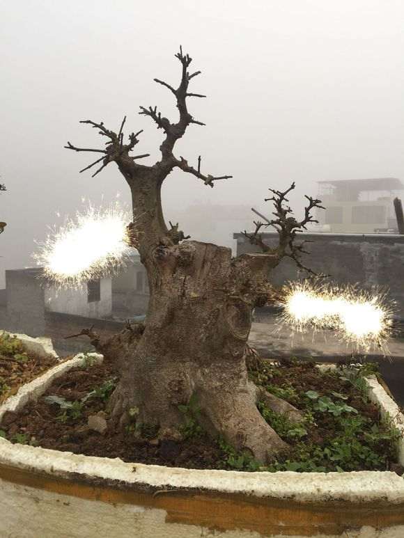 对节白蜡下山桩就要发芽 怎么样 图片