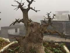 对节白蜡下山桩就要发芽 可以吗 图片