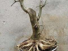 对节白蜡下山桩锯口裂开了 怎么缠膜