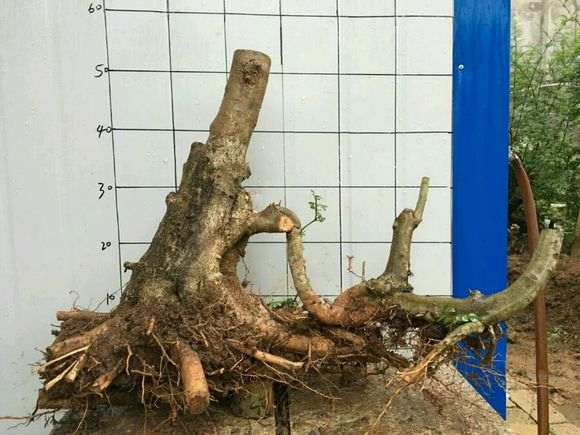 对节白蜡下山桩用河沙 可以吗 图片