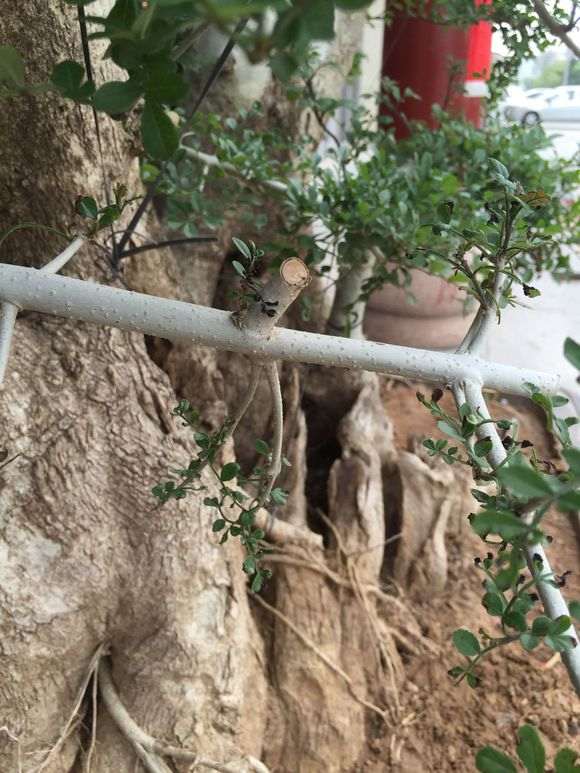 对节白蜡下山桩叶子发黑 怎么办 图片