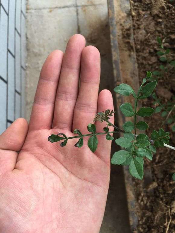 对节白蜡下山桩叶子发黑 怎么办 图片