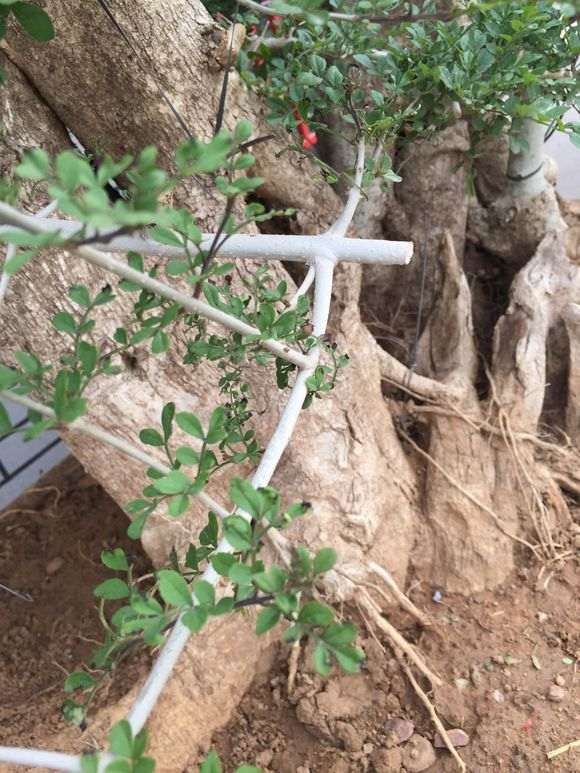 对节白蜡下山桩叶子发黑 怎么办 图片