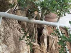 对节白蜡下山桩叶子发黑 怎么办 图片