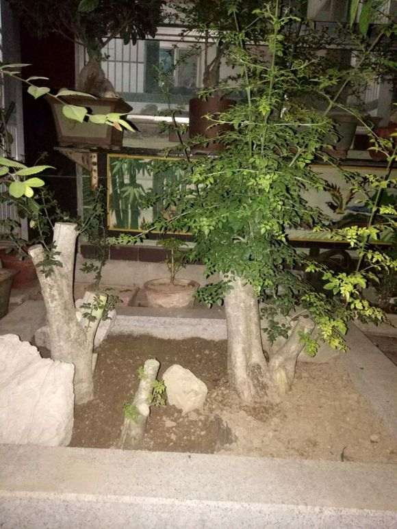 对节白蜡现在发芽后就不长了 怎么办