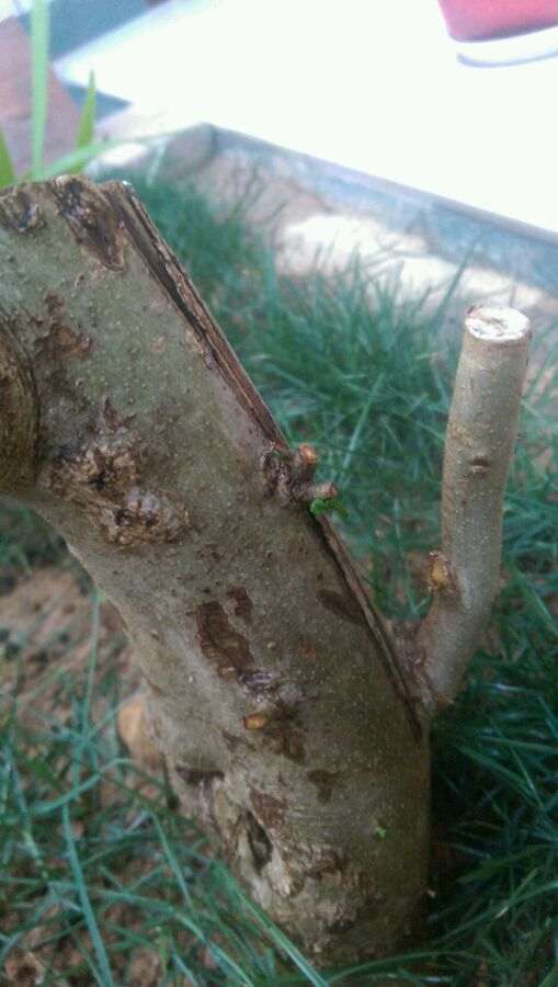 对节白蜡现在发芽后就不长了 怎么办