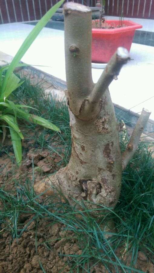 对节白蜡下山桩有大叶 小叶之分吗 图片