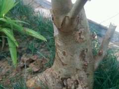 对节白蜡下山桩有大叶 小叶之分吗 图片