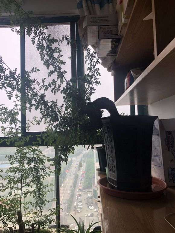 阳台对节白蜡下山桩怎么浇水 图片