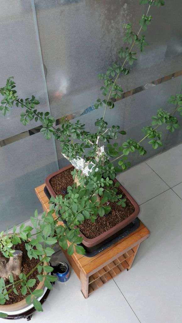 阳台对节白蜡下山桩怎么浇水 图片