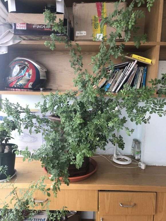 阳台对节白蜡下山桩怎么浇水 图片