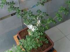 阳台对节白蜡下山桩怎么浇水 图片