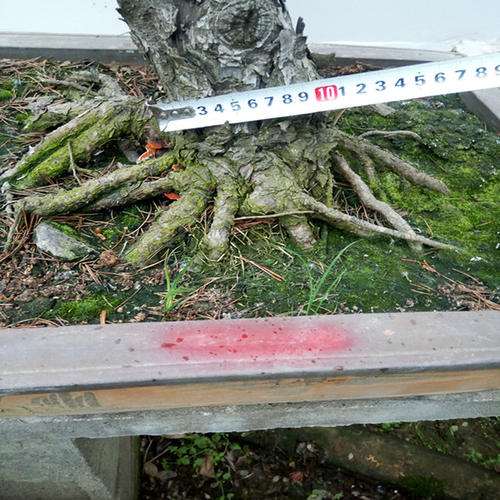 为什么室内阳台可以养五针松下山桩 图片