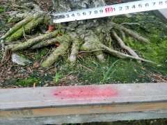 为什么室内阳台可以养五针松下山桩 图片