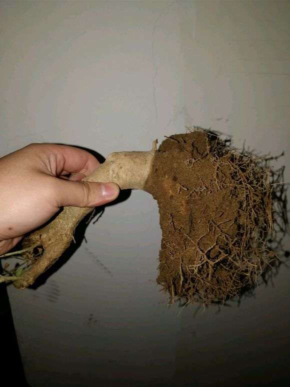 对接白蜡下山桩什么时候换盆好 图片