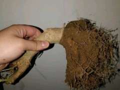 对节白蜡下山桩什么时候换盆好 图片