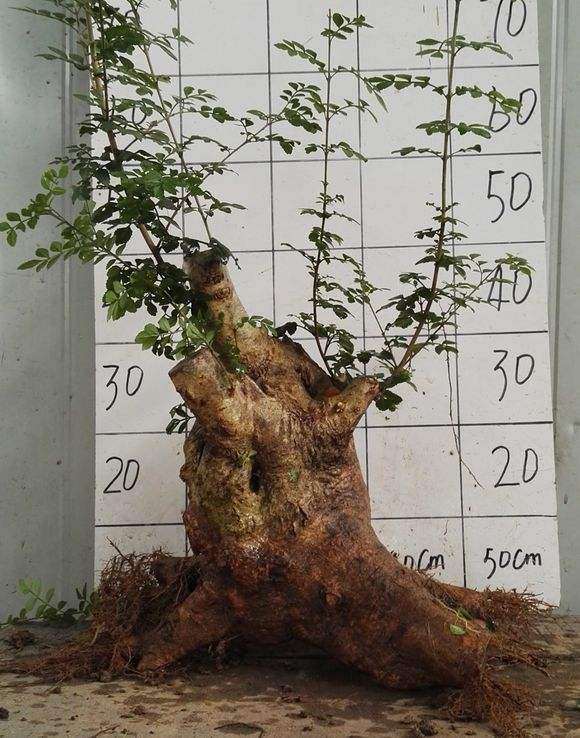 对节白蜡下山桩怎么浇水不会烂根 图片