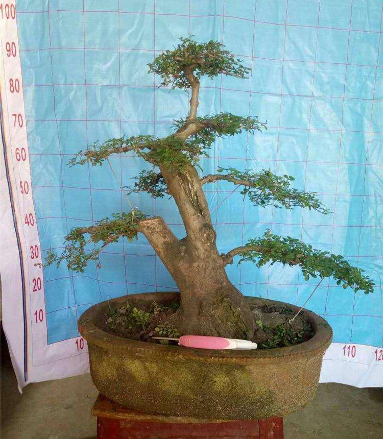 对节白蜡下山桩怎么浇水不会烂根 图片